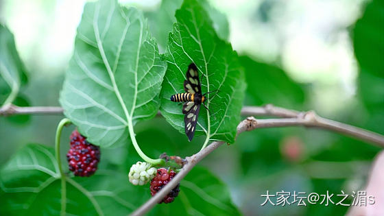 野生桑葚～_水果