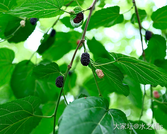 野生桑葚～_水果