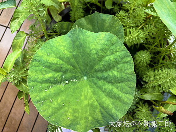换赛道，不买金了_植物