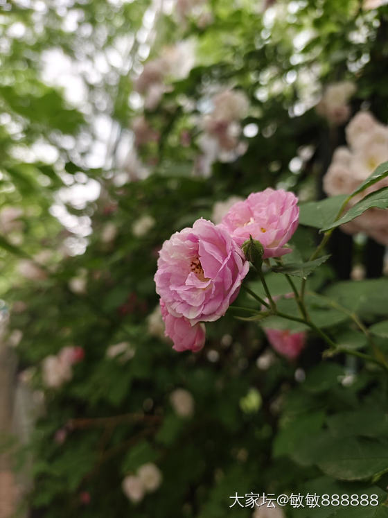 立夏快乐_花
