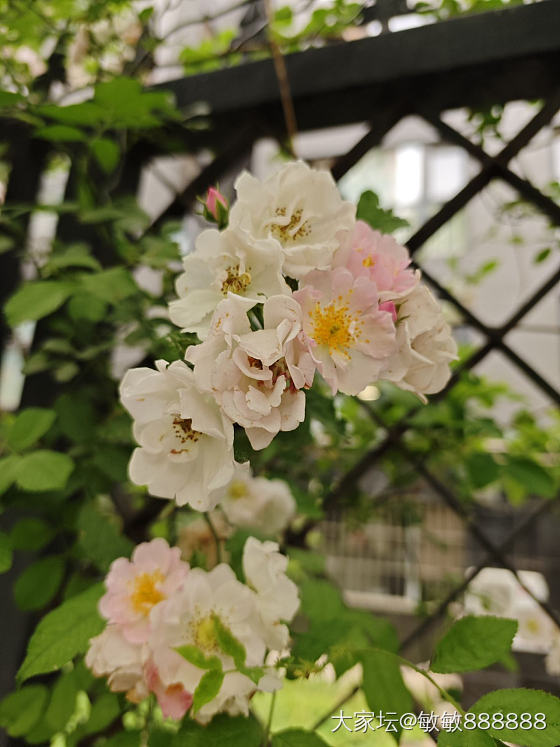 立夏快乐_花