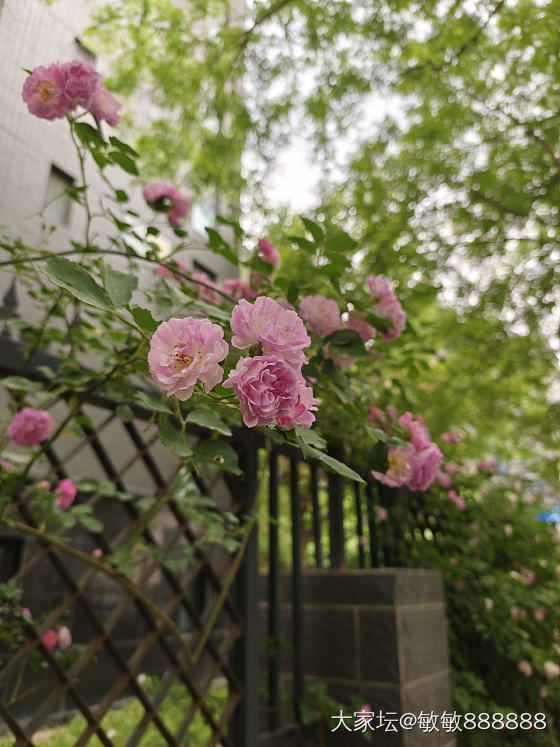 立夏快乐_花