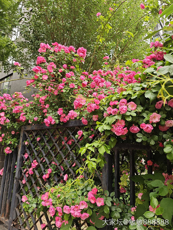 立夏快乐_花