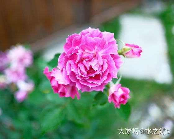 初夏雨天，适合带上相机出门拍花～_花