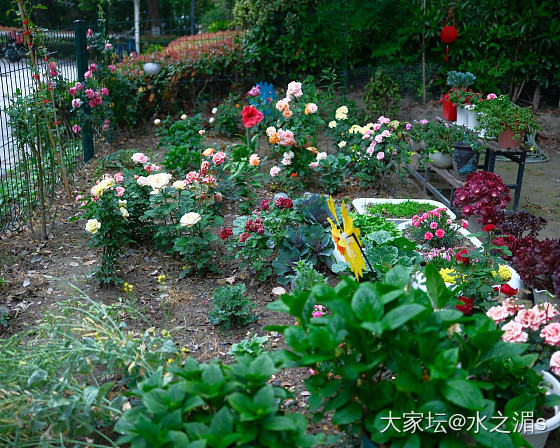 初夏雨天，适合带上相机出门拍花～_花