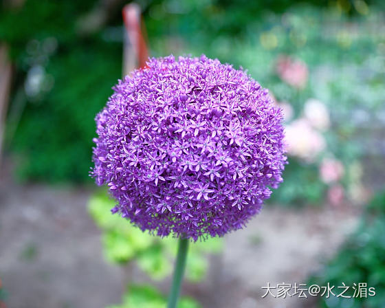 初夏雨天，适合带上相机出门拍花～_花