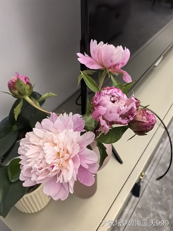 芍药最美_花