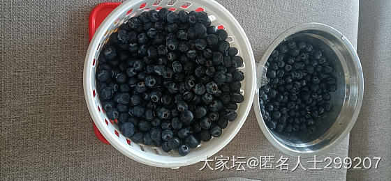 蓝莓自由_水果