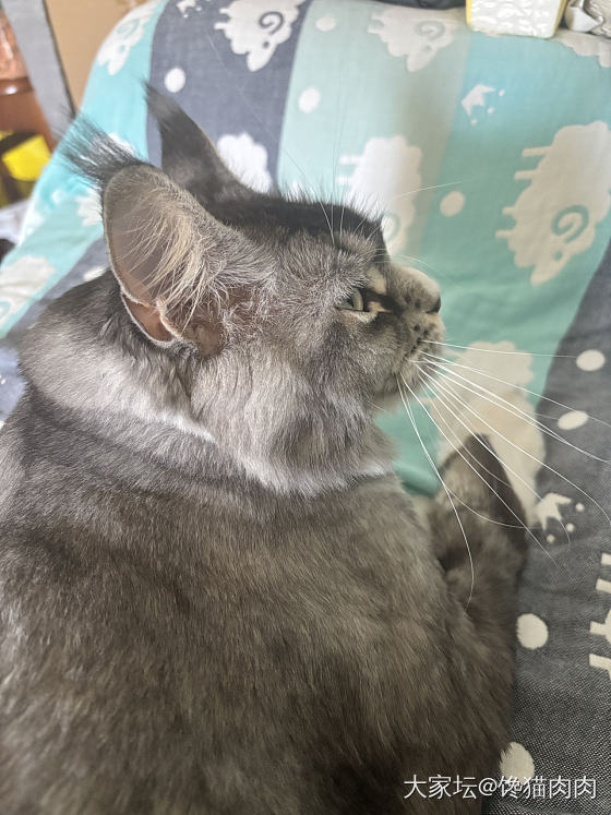 肉墩墩回来了_猫