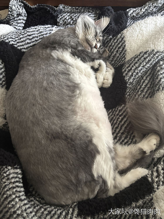 肉墩墩回来了_猫