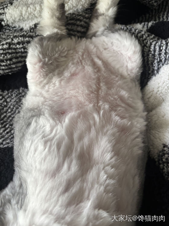 肉墩墩回来了_猫
