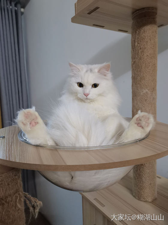 五一终于结束了～_猫