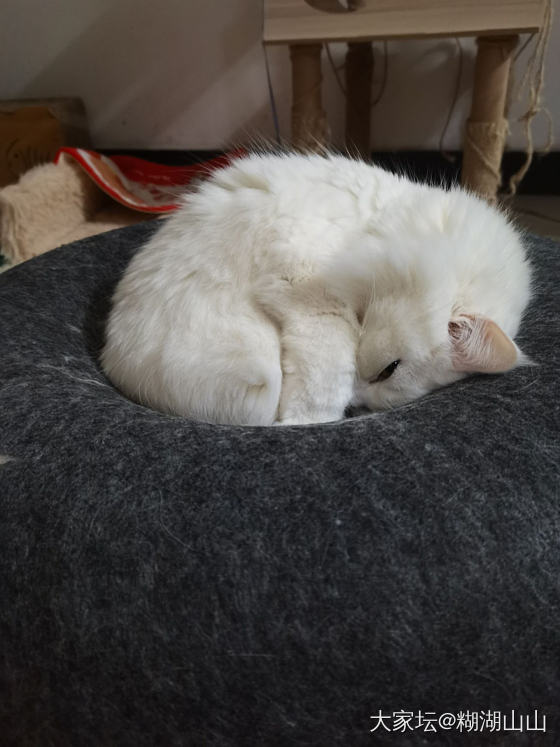 五一终于结束了～_猫