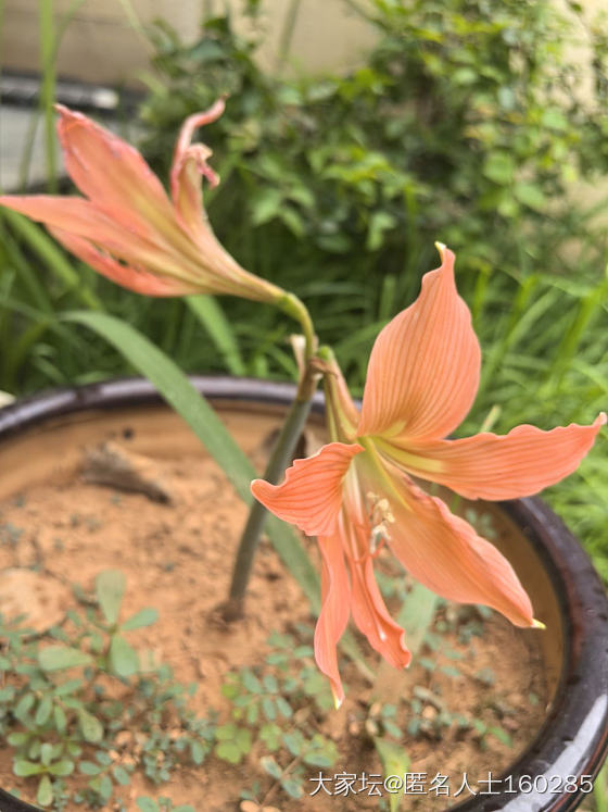 立夏来临，小院里各种植物都盛放了_花