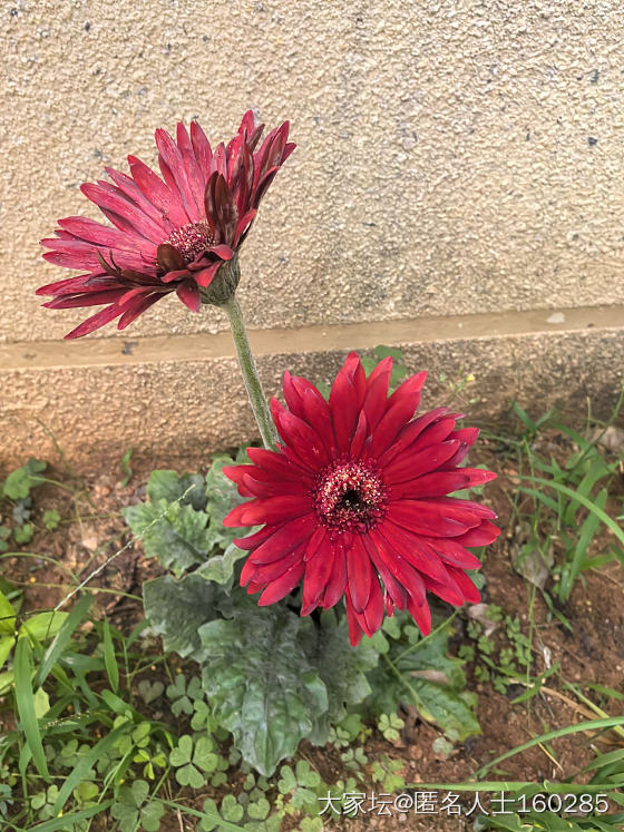立夏来临，小院里各种植物都盛放了_花