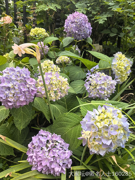 立夏来临，小院里各种植物都盛放了_花