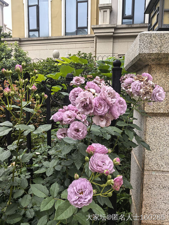 立夏来临，小院里各种植物都盛放了_花
