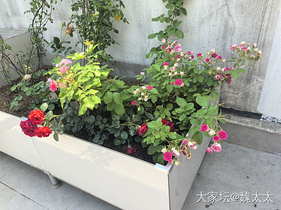 我的露台小菜园又有了新的变化_菜园