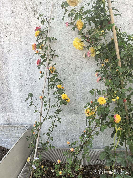 我的露台小菜园又有了新的变化_菜园