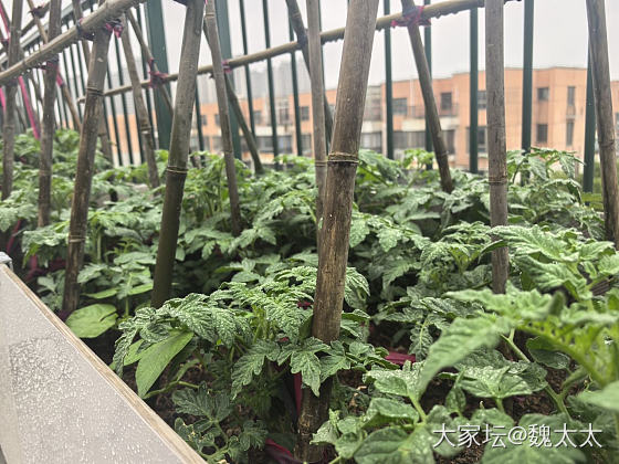 我的露台小菜园又有了新的变化_菜园
