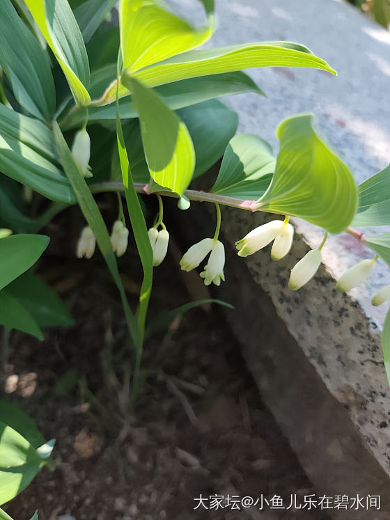 这是什么？谁知道？花儿像铃兰_菜园
