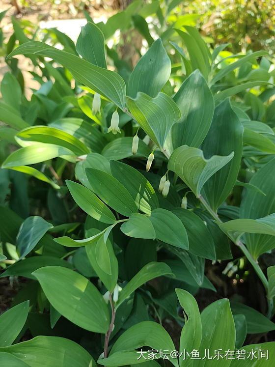 这是什么？谁知道？花儿像铃兰_菜园