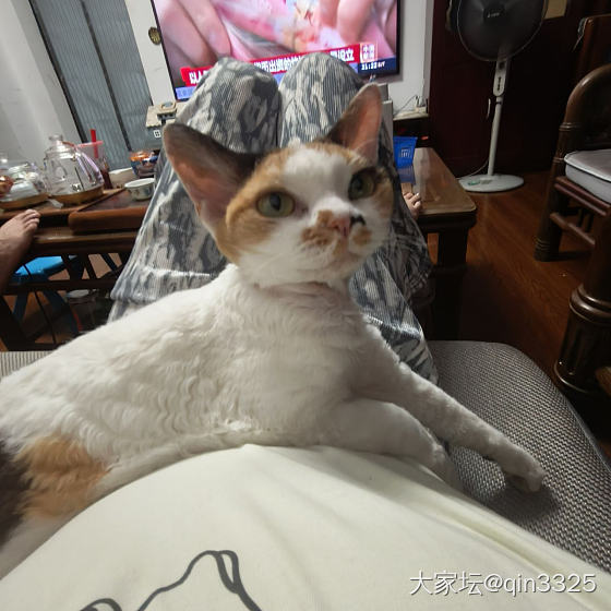 要不要奖励个猫条！_猫