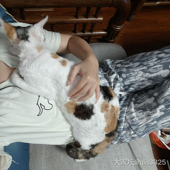 要不要奖励个猫条！_猫