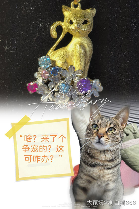 来了个争宠的🐱_猫