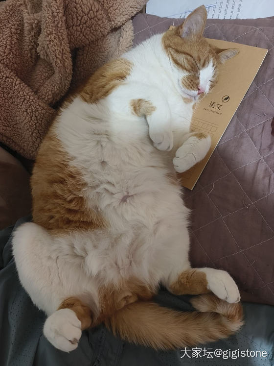我的实心大加菲_猫