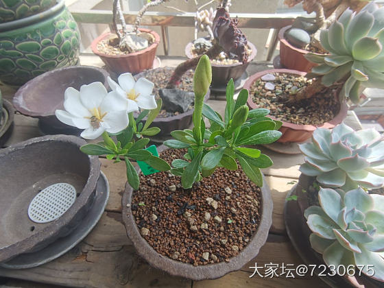 栀子花小盆景开花了_植物