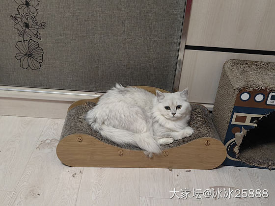 猫猫越长越像_猫