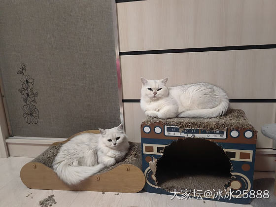 猫猫越长越像_猫
