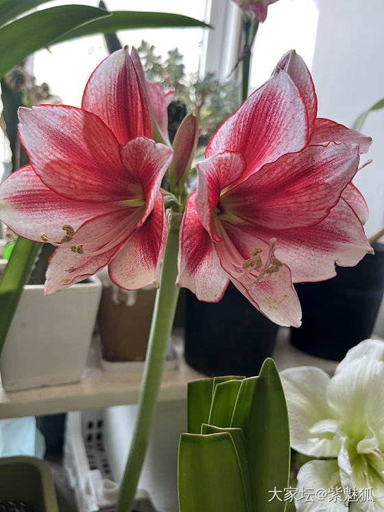 无金可秀，秀花😝_花