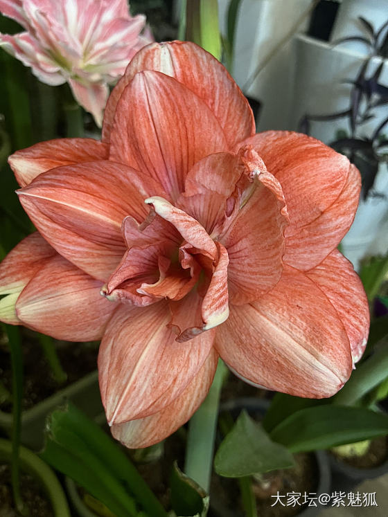 无金可秀，秀花😝_花
