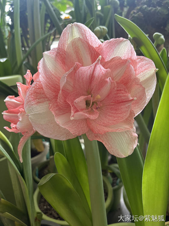 无金可秀，秀花😝_花
