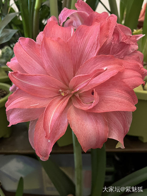 无金可秀，秀花😝_花