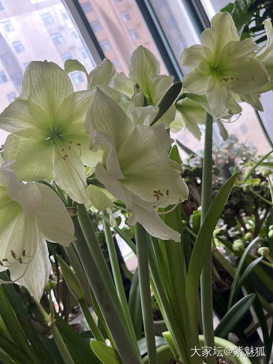 无金可秀，秀花😝_花