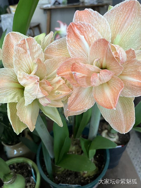无金可秀，秀花😝_花