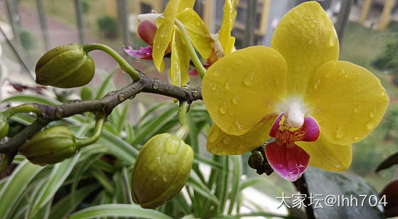 去年养的蝴蝶兰又开花了_花