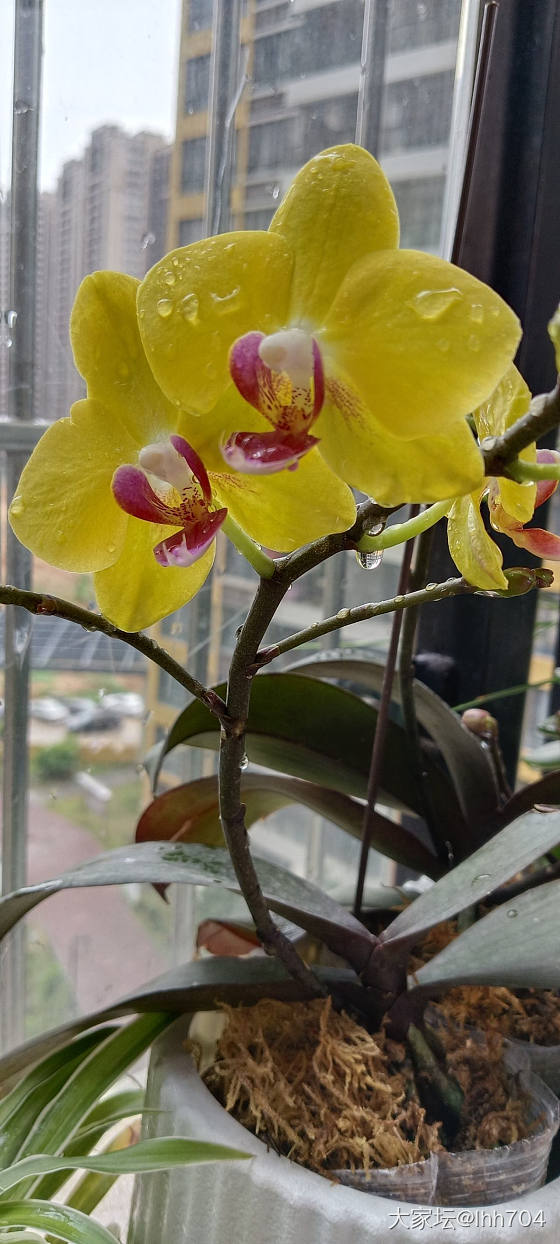 去年养的蝴蝶兰又开花了_花