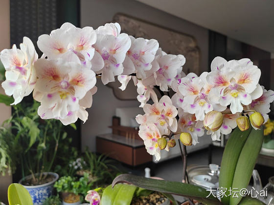 去年养的蝴蝶兰又开花了_花
