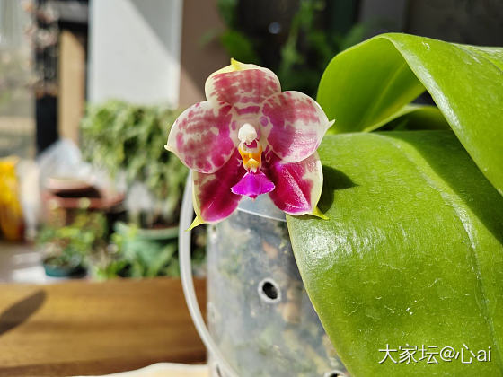 去年养的蝴蝶兰又开花了_花