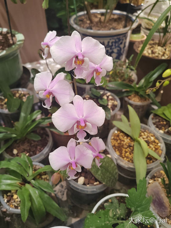 去年养的蝴蝶兰又开花了_花