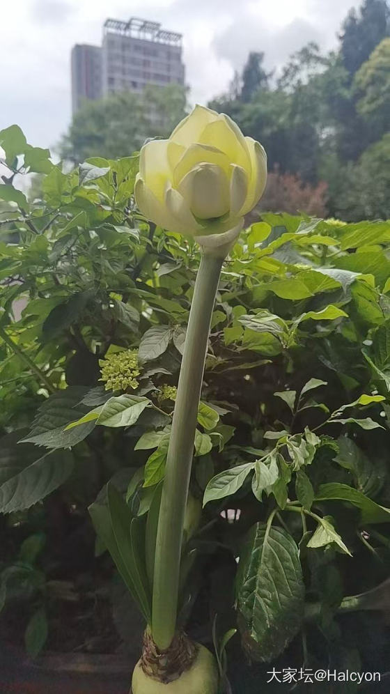 无金可秀，秀花😝_花