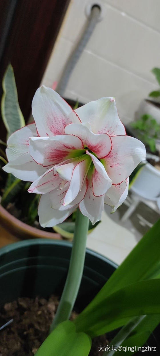 无金可秀，秀花😝_花
