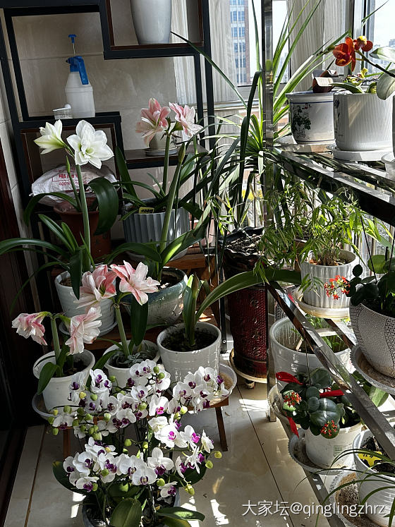 无金可秀，秀花😝_花