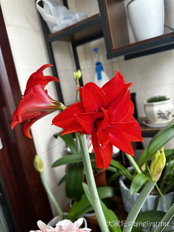 无金可秀，秀花😝_花