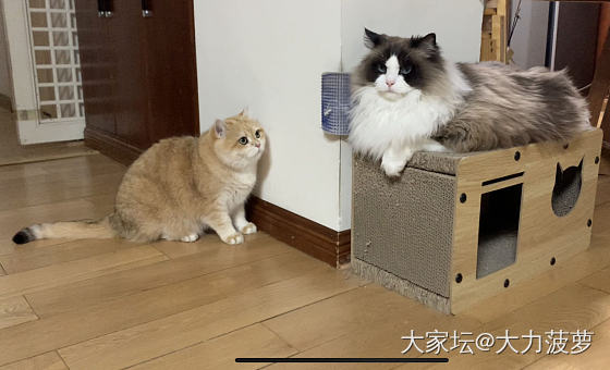 🐱何德何能，居然还有人挂念_猫