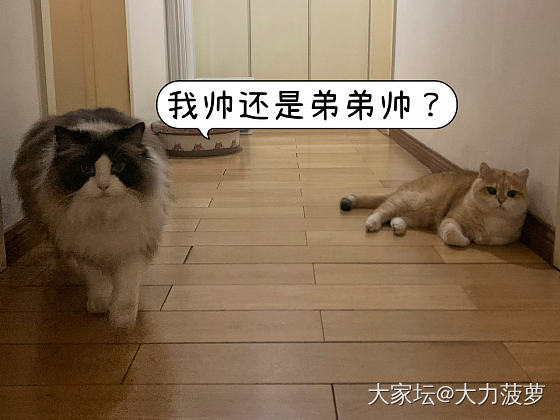 🐱何德何能，居然还有人挂念_猫